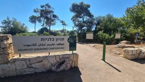 קמפינג כלניות