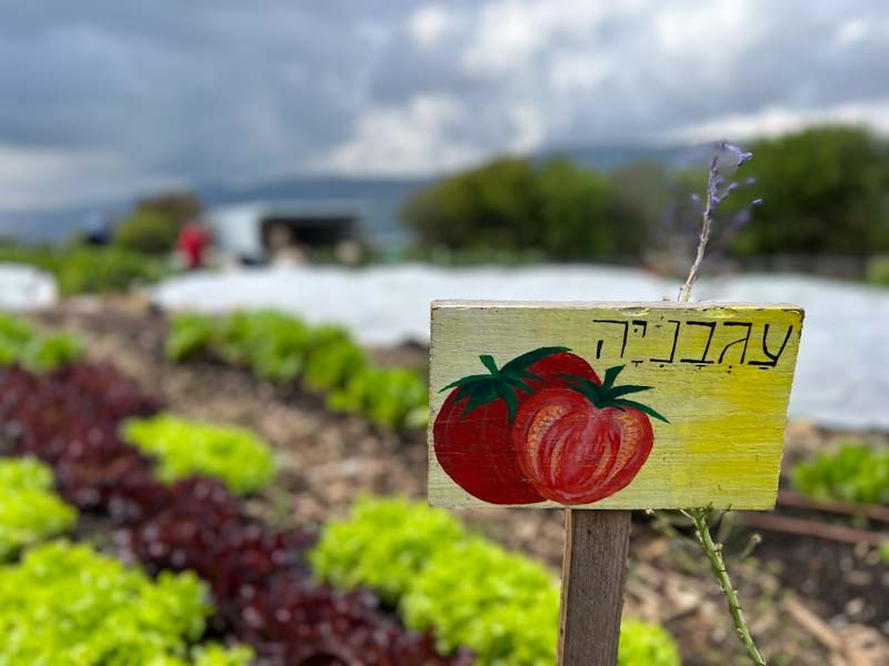 גלמפינג חוות רום