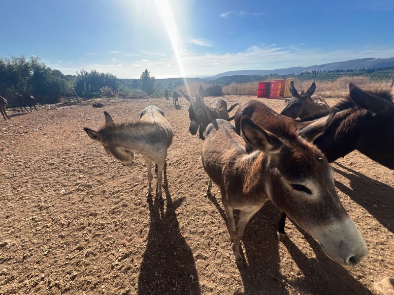 חוות סוסים בצפון